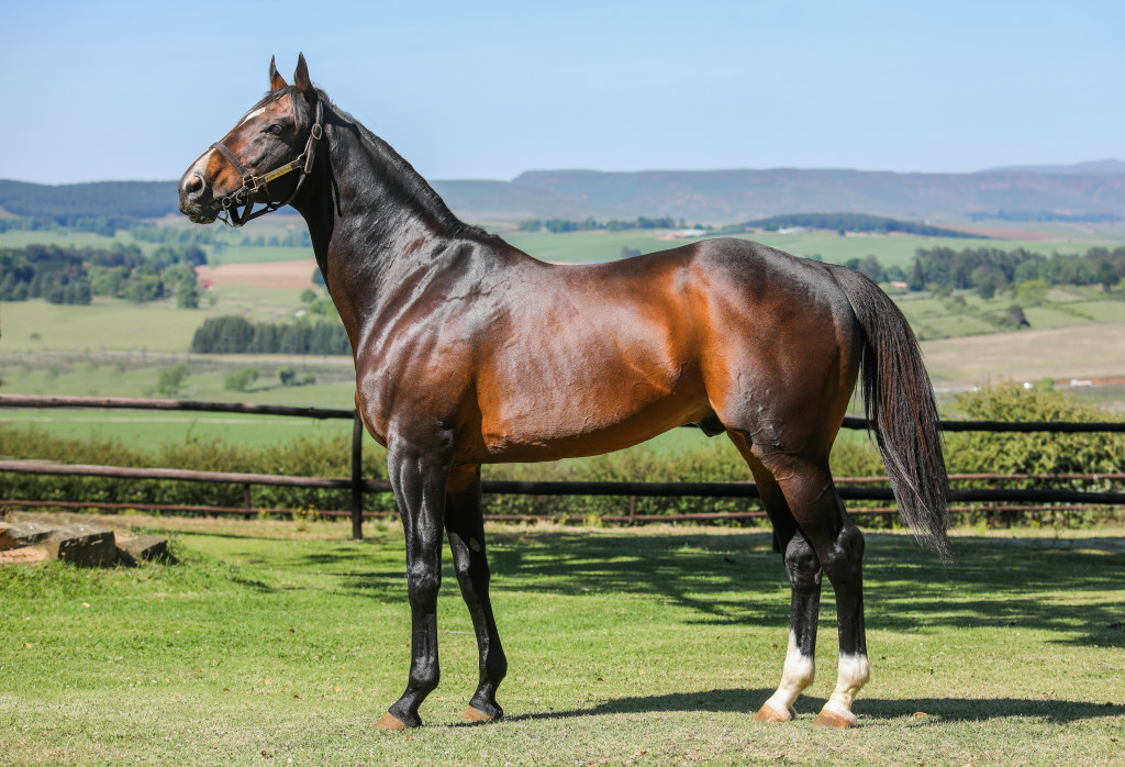 Mambo In Seattle at Clifton Stud. Image: Candiese Marnewick