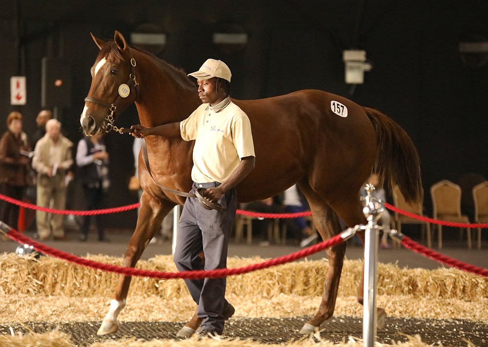 Bush Hill Stud Tops #kznbreds At KZN Yearling Sale, Sales Topping Filly