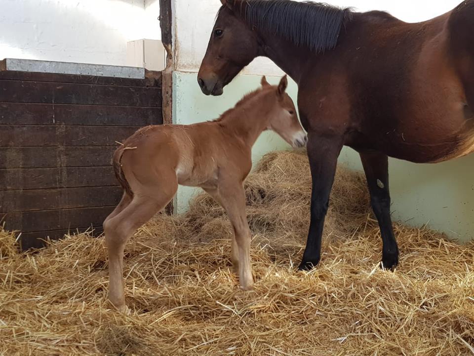 First Foals Arrive In KZN For 2018!