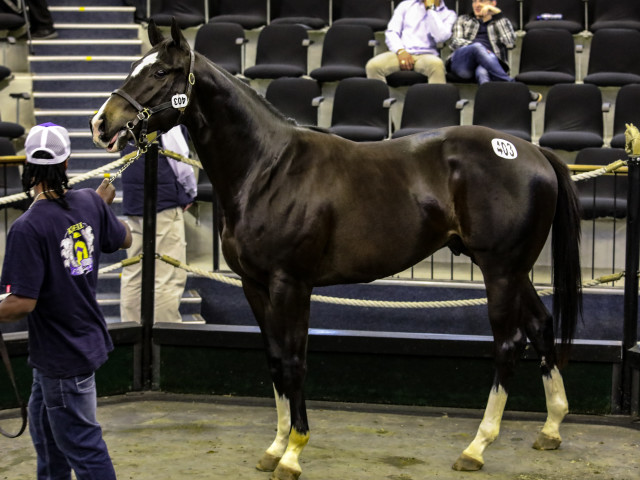 Lot 403 Praise Singer sold for R300 000 at the National 2YO Sale. Image: Candiese Marnewick 