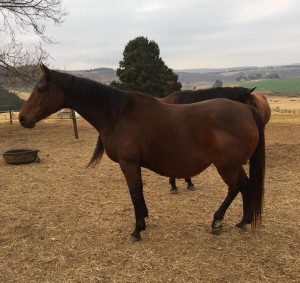 Dancewiththedevil Due To Foal At Hadlow