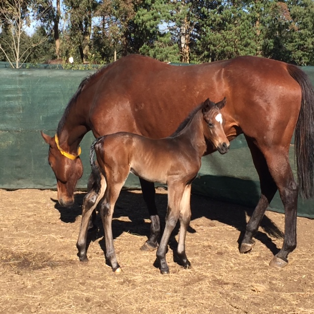 Yellow Star Welcome Foals Of 2018