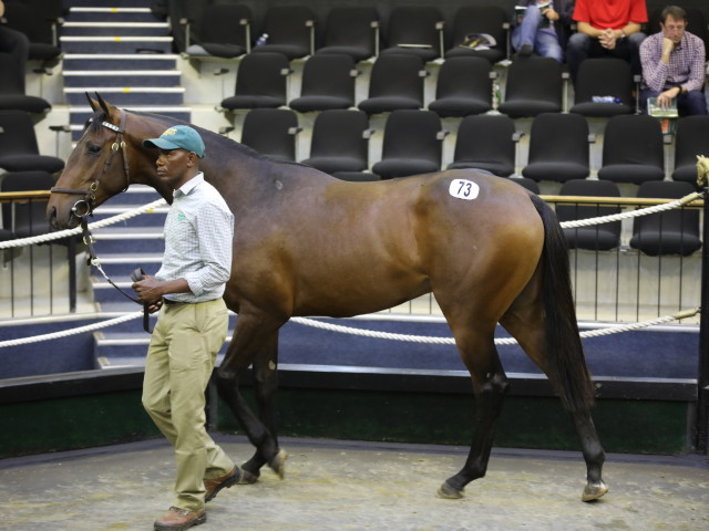 Ennoble, the Capetown Noir half-brother to Hero's Honour and Railtrip sold for R500 000. Image: Candiese Marnewick