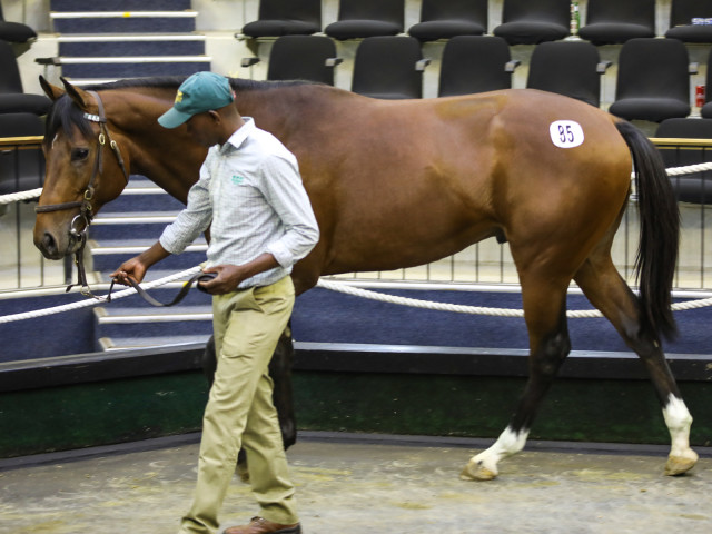 The sales topper - Lot 85 Hurricane Harry, the half-brother to Rabada who sold for R2,3-million. Images: Candiese Marnewick
