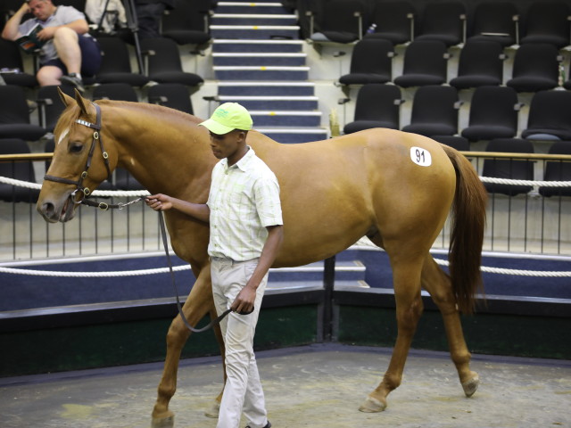 Lot 91 The Sandwich Man, sold for R1-million to Fortune Racing, a half-brother to Takingthepeace. Image: Candiese Marnewick