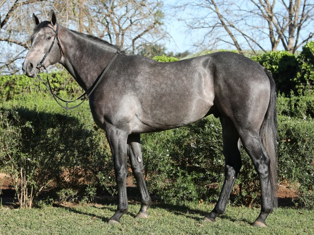 White Lightning, by Noble Tune out of an 8-time winning Fanatic Dane mare. Image: Candiese Marnewick