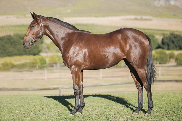 Bize pictured as a yearling. Image: Moutonshoek. 