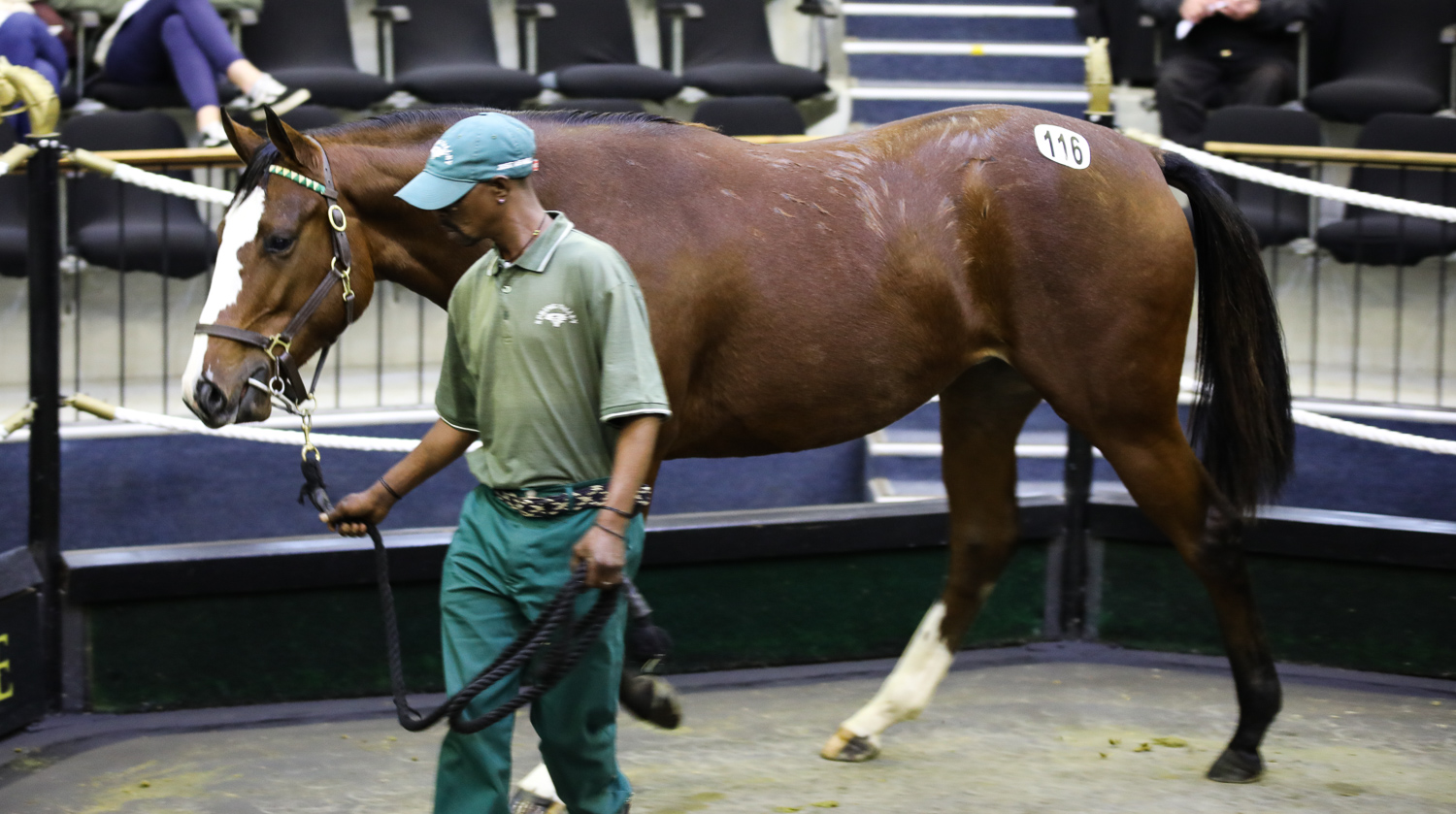 Spring Valley Master Of My Fate filly sold for R500 000 to Michael Roberts. Image: Candiese Marnewick
