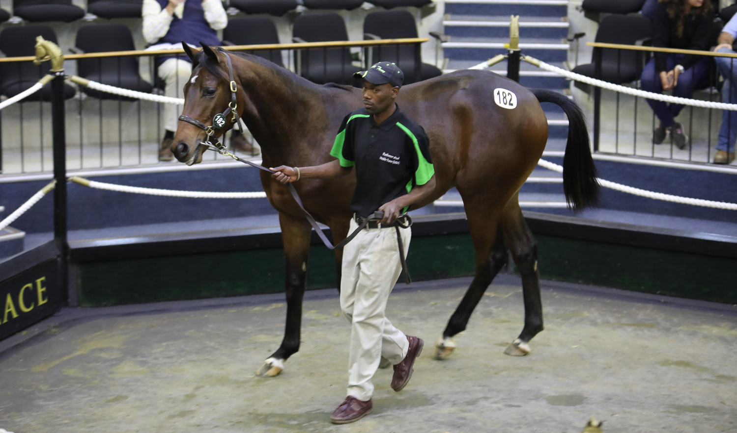 Rathmor's colt by Frankel out of a half-sister to Mastercraftsman sold for R1,2-million to Bass Racing, Image: Candiese Marnewick