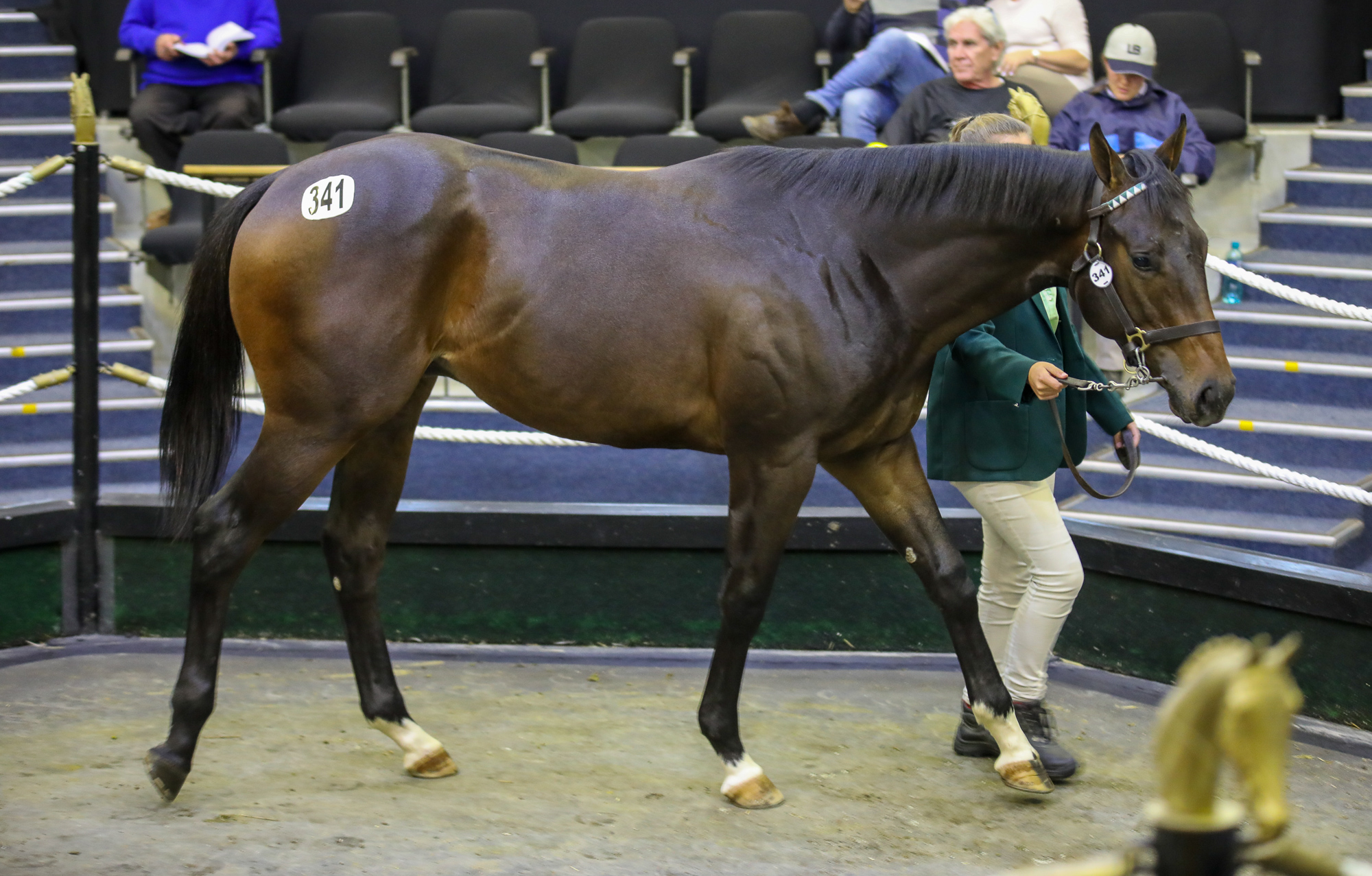 Willow Magic's sales topper sold to Form Bloodstock. Image: Candiese Marnewick