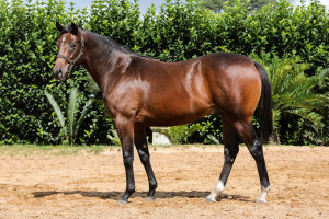 Lot 458 Cosinto at the upcoming Nationals. By Capetown Noir - Moving On Up. Closely related to Rose In Bloom. Image: Candiese Marnewick