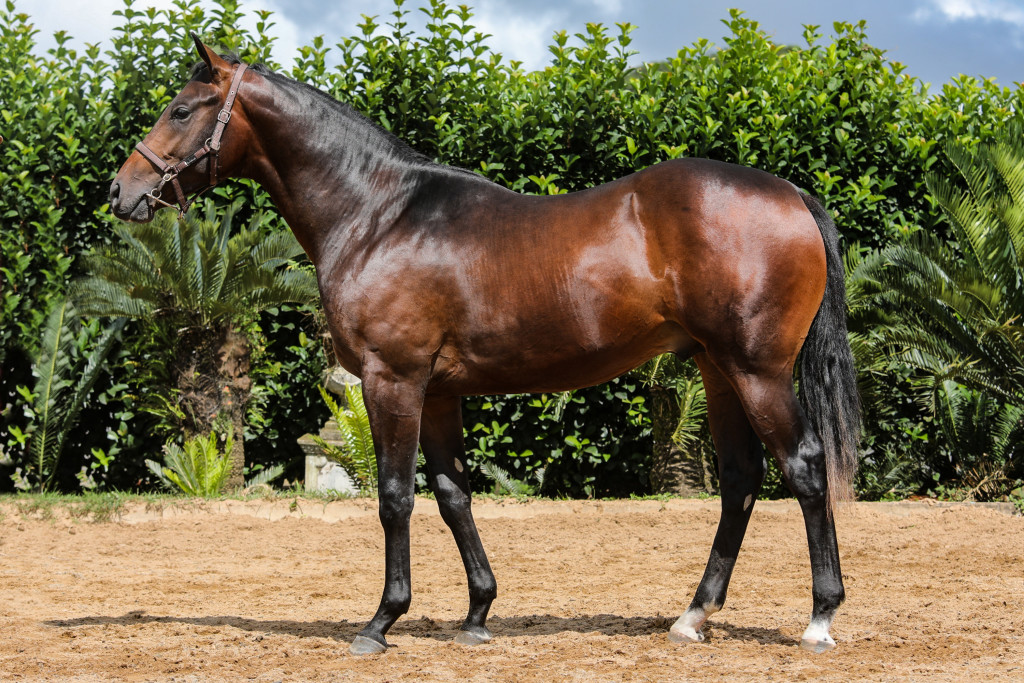 Lot 493 Cleto from Piemonte sold for R300 000, out of a full sister to Wonder Lawn. Image: Candiese Marnewick