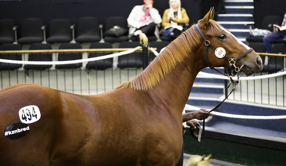 This Flying The Flag was snapped up by Form Bloodstock, a half-bother to King Neptune and Stella Mia from the family of Zirconeum bred and consigned by Bush Hill Stud. Image Candiese Marnewick