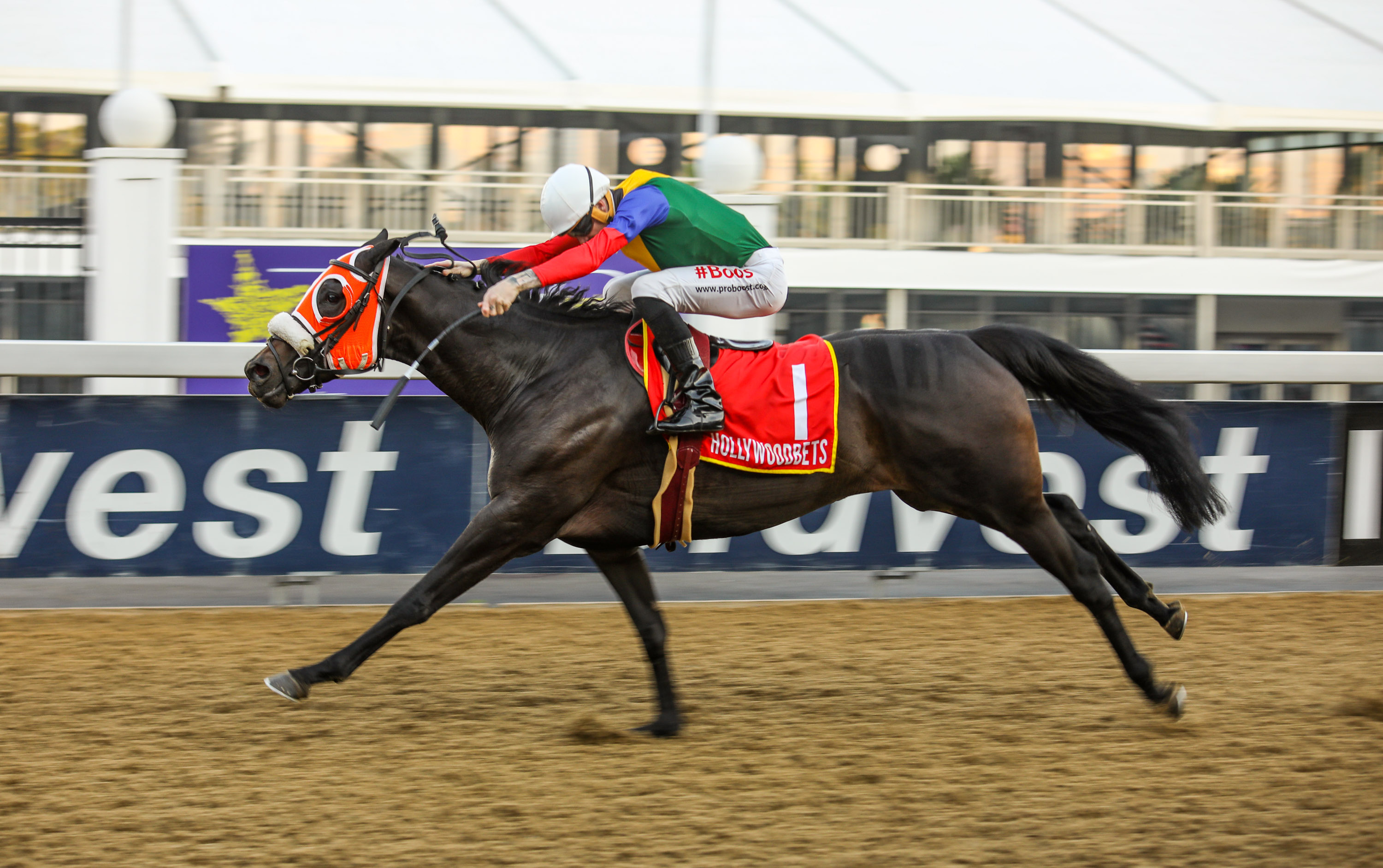 Crusade Hollywoodbets Greyville Double – Find Them At 2YO Sale!