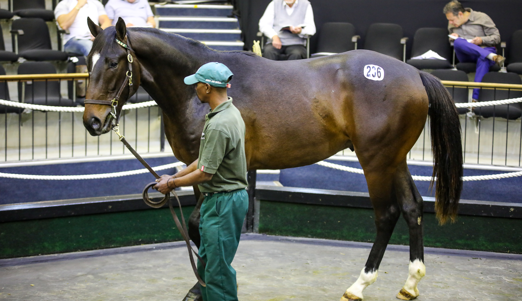 Spring Valley's outstanding Var colt sold for R300 000 to the stable of Adam and Mike Azzie. Image: Candiese Marnewick