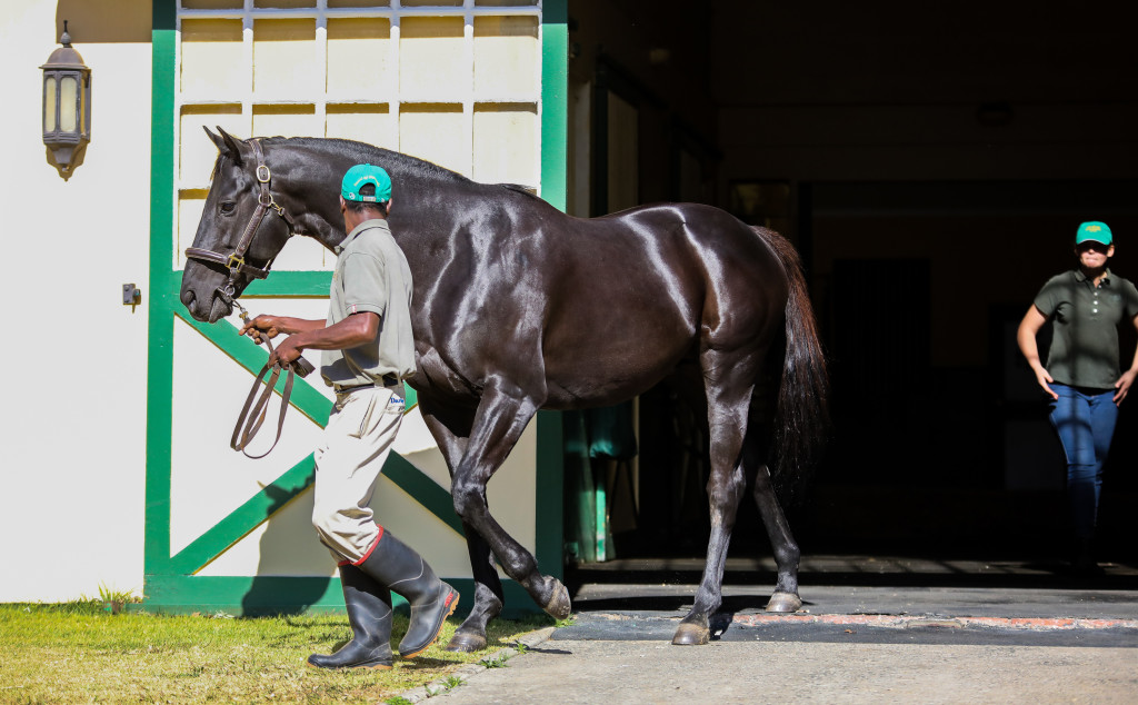 Hat Puntano steps out of the Summerhill stallion barn for a client viewing. Image: Candiese Marnewick
