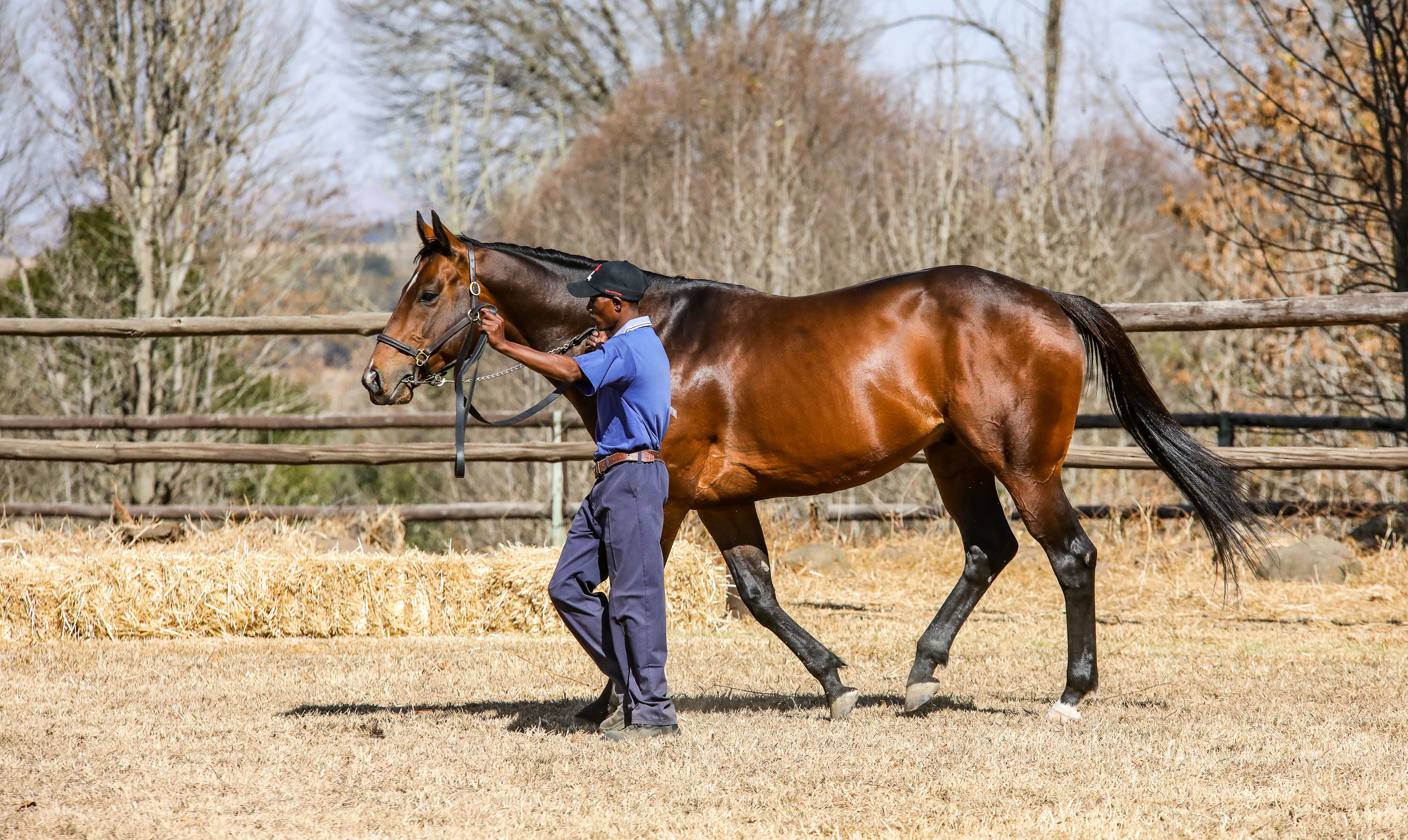 New Predator looking a picture at Bush Hill Stud. Image: Candiese Marnewick