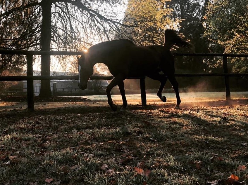 Imbongi in the afternoon light. Images: Summerhill Stud