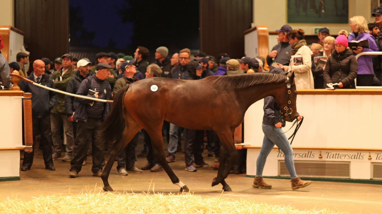 Flying The Flag Relative Makes 7 Figures At Tattersalls October Sale