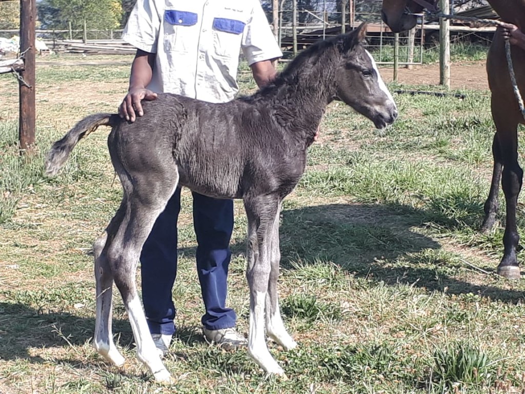Sahara has welcomed a flashy filly by Master Of My Fate this season, a half sister to Matador Man. Image: Summerview Stud