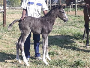 Exciting Foal For Summerview Stud, Half Sister To Matador Man Arrives