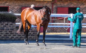 SPRING VALLEY TO OFFER THREE AT 2YO SALE