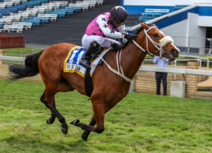 War Of Athena To Cape Fillies Guineas