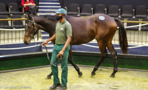 #kznbreds At The National Yearling Sale
