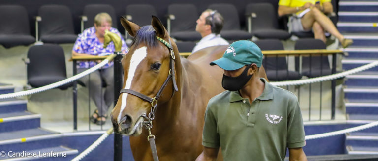Qualifying #kznbreds Ahead Of The August 2YO Sale