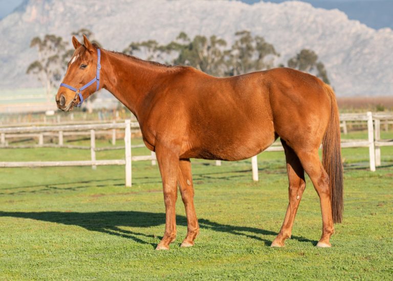 KZN Breeders Continue To Invest In Mares At Sales
