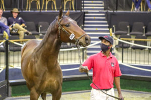 TOP SIRES REPRESENTED IN CLIFTON'S NATIONAL SALE DRAFT