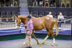 KEIVAN STUD OFFER WELL BRED DRAFT AT NATIONAL SALE