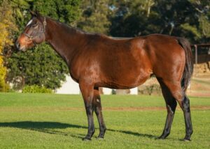 KZN Farms Buy Top 3 At Mare Sale