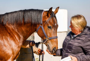 BLOOMHILL TO BLOSSOM AT KZN YEARLING SALE