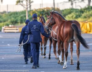BLUE SKY TO SHINE AT KZN YEARLING SALE