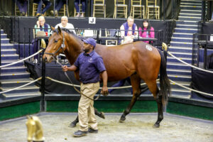 Blue Sky Thoroughbreds Top #kznbreds Sold at August 2YO Sale