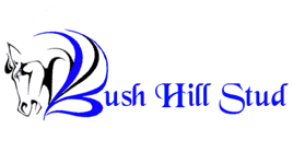 Bush Hill Stud Lots Shine