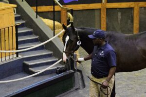 National Yearling Sales Day One wrap up