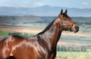 ITS WRITTEN IN THE STARS! ONLY SON OF SILVANO, CELESTIAL CITY TO STUD IN KZN