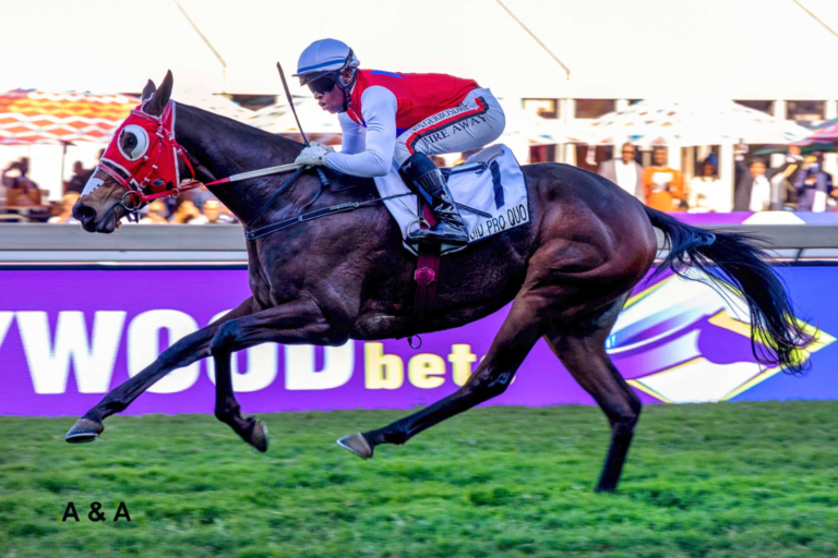 YES ITS ANOTHER KZN BRED WINNER! QUID PRO QUO:
