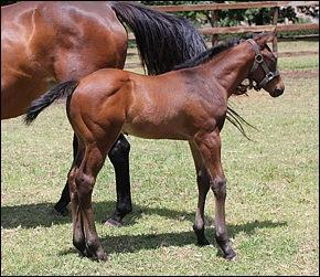 A newborn at the time the photo was taken, Roubini is an outstanding Kahal colt, born last year at Graceland Farm.