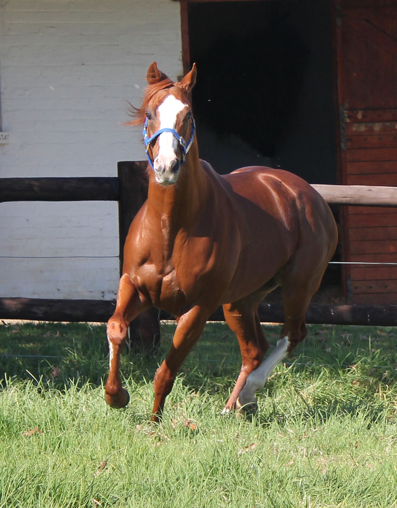 Byword’s First Yearlings On Sale At CTS Cape Premier Yearling Sale