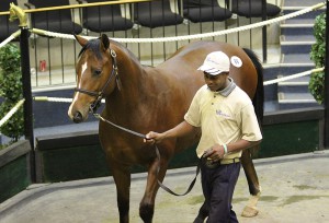 National Yearling Sale Day 1 - KZN Results