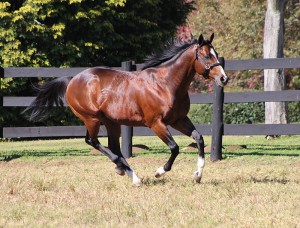 Eightfold Path's First National Yearling Sales Draft