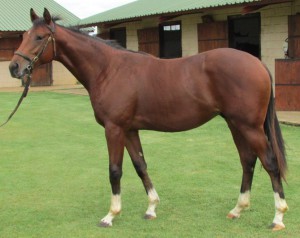 Clifton Stud National Yearling Sale Draft 2016