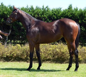 CTS Emperors Palace Select Yearling Sale Results For KZN