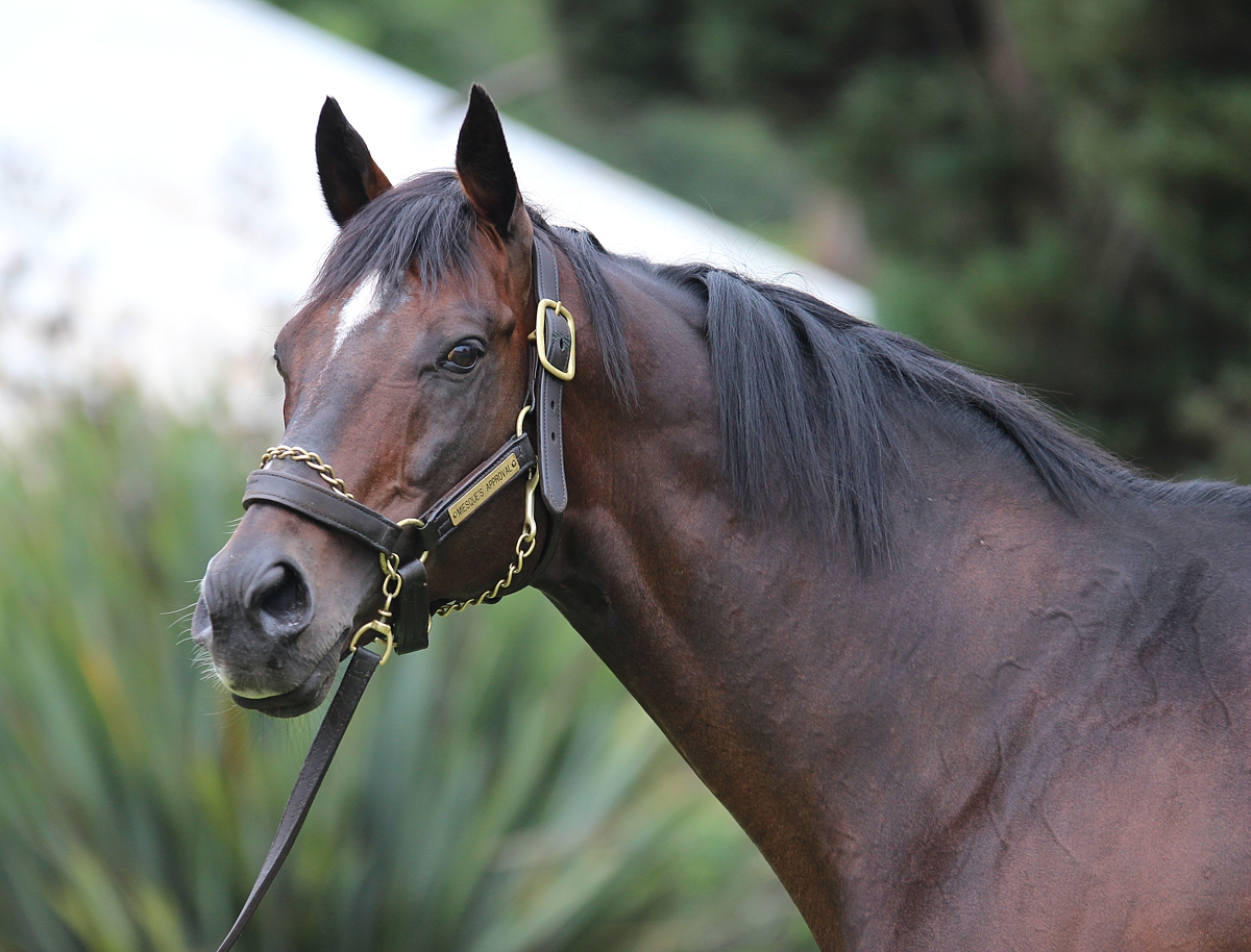 Miesque’s Approval’s 2YO’s Impress – 57% Winners To Runners