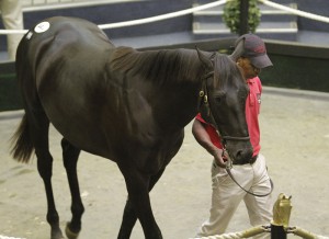 National Yearling Sale Day 3 - KZN Results