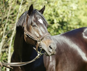 Two Winners In Two Days For Noble Tune