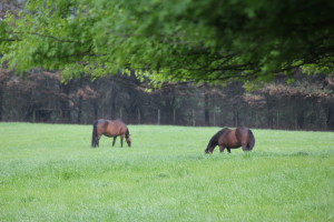Broodmares Available